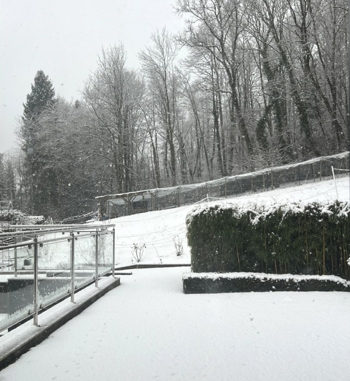 Jardin de la Villa Gai Moulin sous la neige, Rumilly près d'Annecy