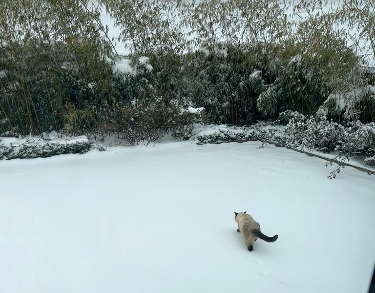 Chat marchant dans le jardin enneigé de la Villa Gai Moulin, animaux acceptés